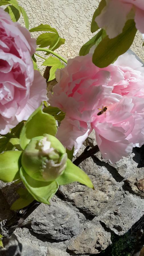 Om'Sleeping B&B Laudun Dış mekan fotoğraf